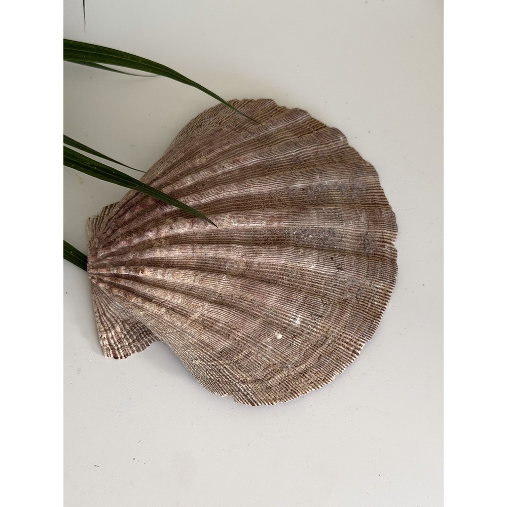 Natural Purple Scallop Shell 5.5" Deep Sea Beach Coastal Craft Decor Specimen